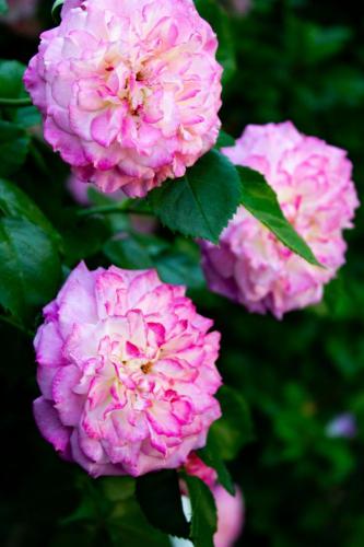 die 3 Rosen