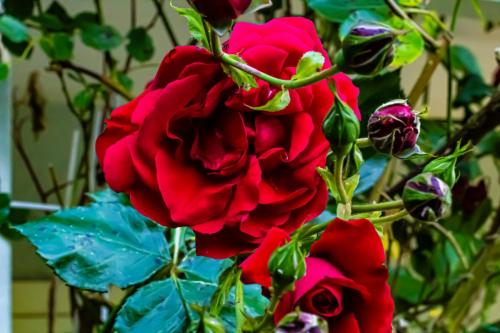 Rose im Garten