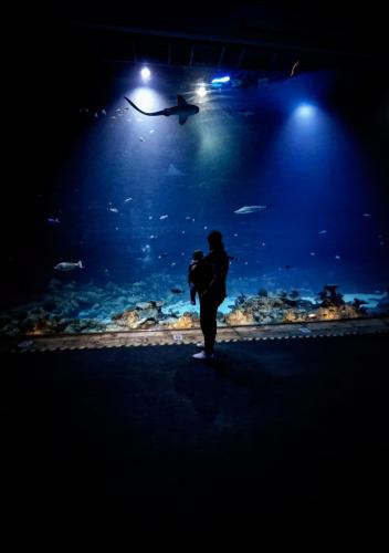 Julia and Lilly Aquarium